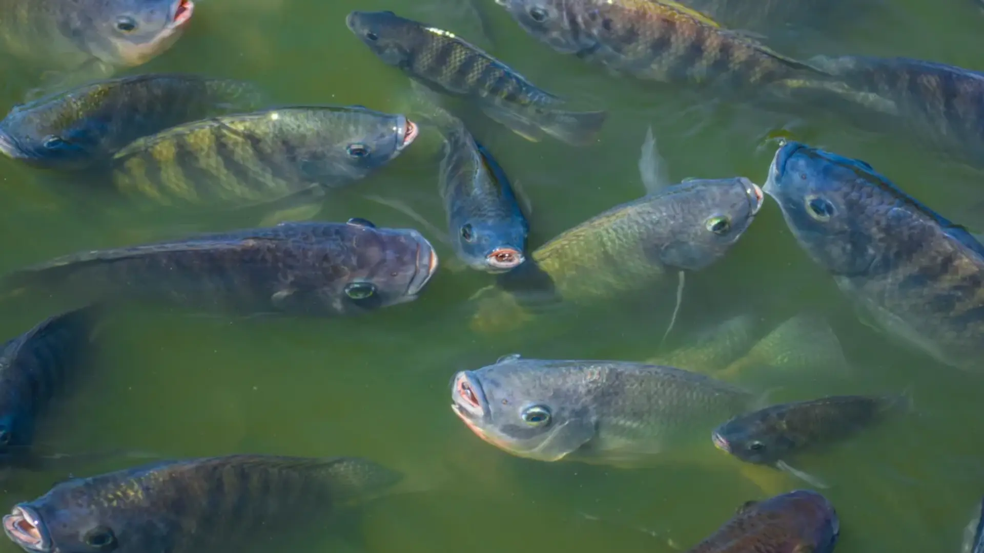 Go to Catch Tilapia in the Spawning Season