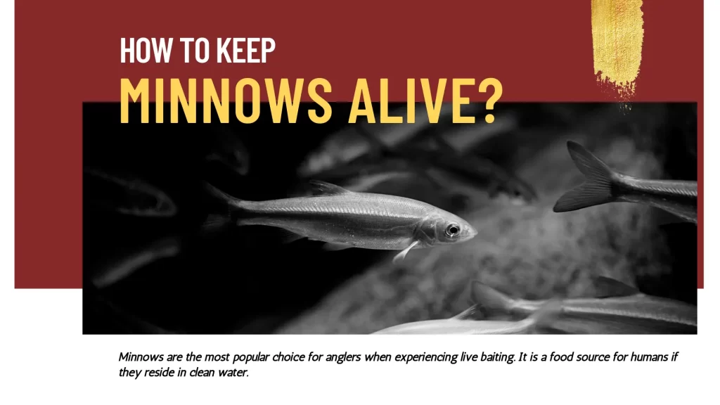 How to keep minnows alive