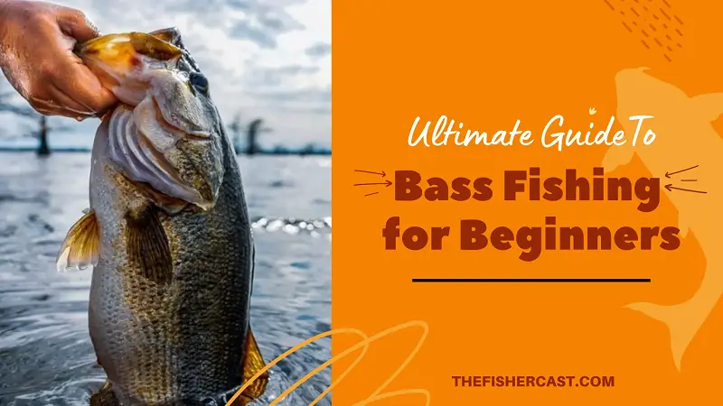 Fishing Tips for Bass How to Catch Bass