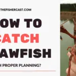 How to Catch Crawfish with Proper Planning